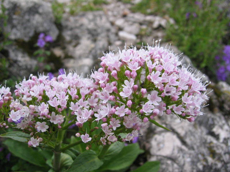 Blume5.jpg