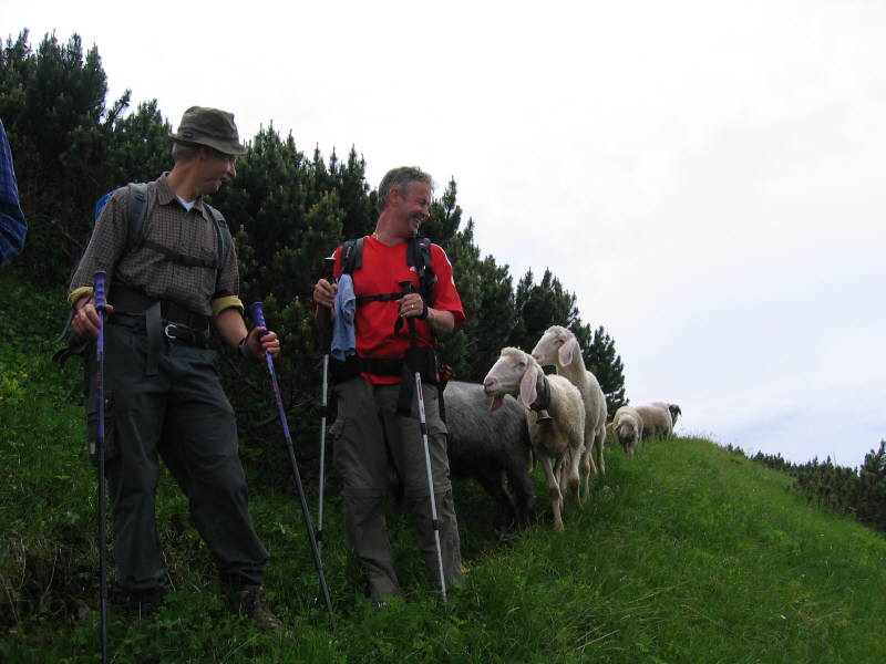 Schafsrennen.jpg