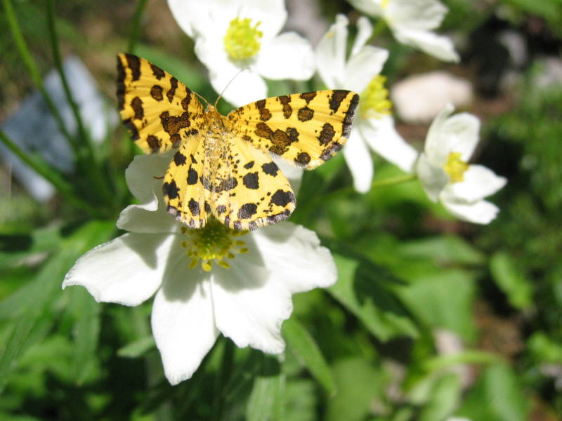 Schmetterling.jpg