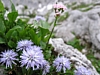 Blume1.jpg Blume1.jpg