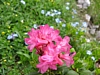 Blume2.jpg Blume2.jpg