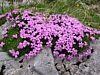 Blume3.jpg Blume3.jpg