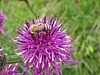 Blume4.jpg Blume4.jpg