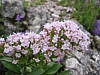 Blume5.jpg Blume5.jpg