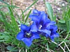 Blume6.jpg Blume6.jpg