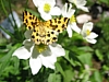 Schmetterling.jpg Schmetterling.jpg