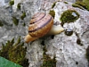 Wandertempo.jpg Wandertempo.jpg